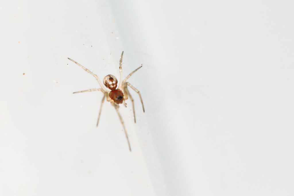 Theridiidae - Malta